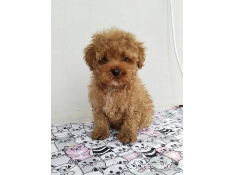 3 aylık erkek toy poodle