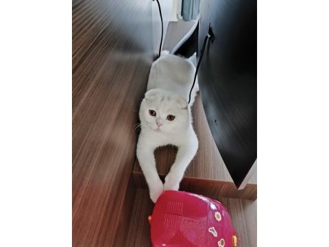 Pablo 1.5 yaşında erkek scottish fold kısır değil