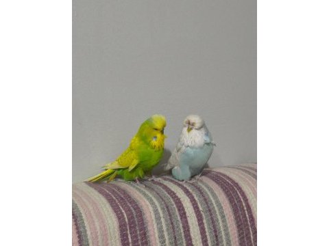 Hobiyi bırakıyorum üst vasıf show jumbo takım kuşlarım