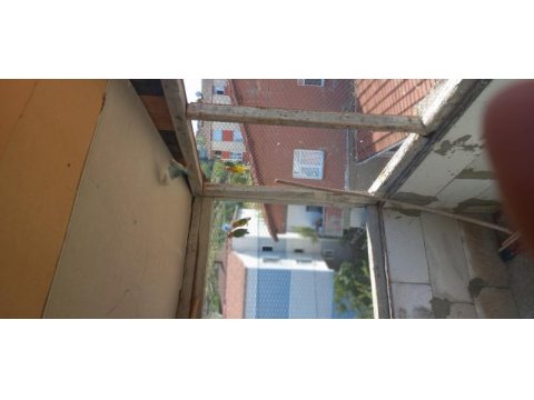 Sağlıklı yavrulu takım papağanlar
