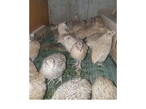 Güzel bıldırcılar burada