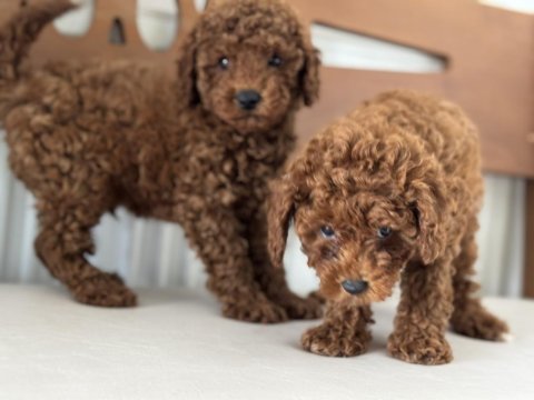 Safkan kısa kuyruk kore toy poodle yavrularımız