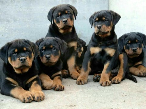 Show kalite rottweiler yavrular sınırlı sayıda