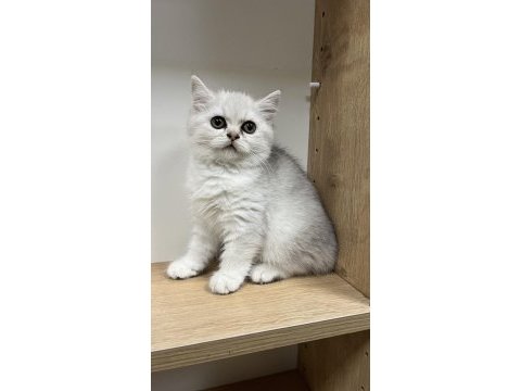 Mükemmel british shorthair yavrular yeni yuvasını arıyor
