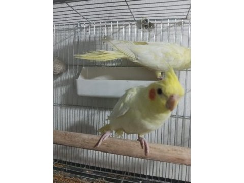 Lutino sultan papağanı