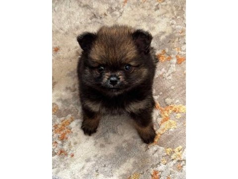 55 günlük dişi pomeranian boo bebek