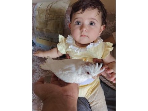 Albino bebek sultan papağanı