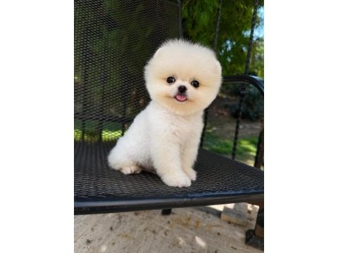 Irk ve sağlık garantili pomeranian boo bebekler