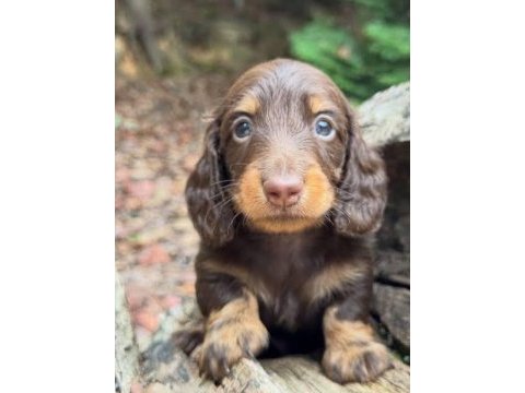 Nadir çikolata-tan! ipeksi kürk uzun tüylü dachshund