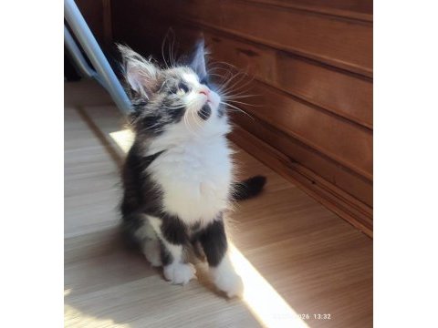 Tüm aşı ve belgeleri eksiksiz şecereli safkan maine coon