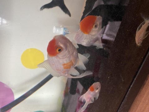 Oranda japon balığı