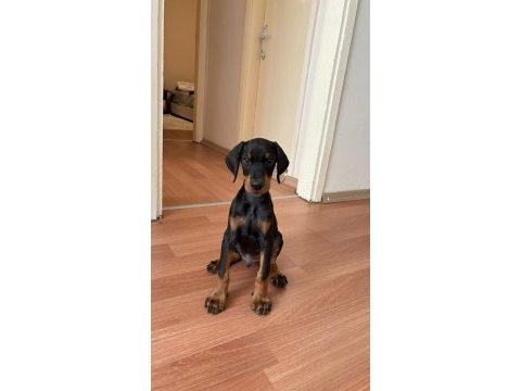 3 aylık erkek doberman şecereli ankara keçiören