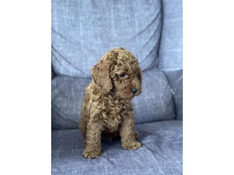 Ukrayna şecereli toy poodle