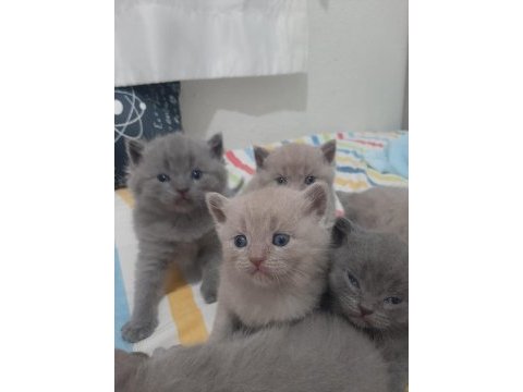British shorthair yavruları