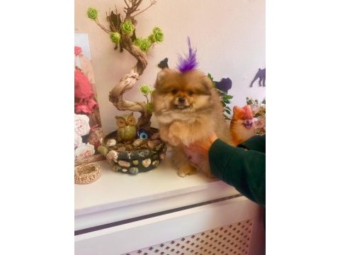 Yavru erkek pomeranian boo