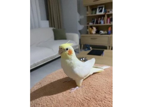 Konuşan erkek lutino sultan papağanı bebek