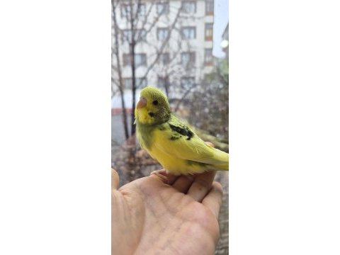 Öğretmenden evde beslenen yavru muhabbet kuşları