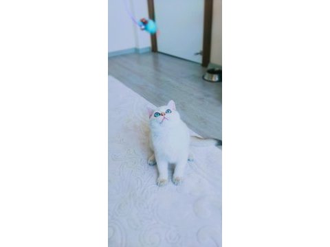9 aylık british shorthair safkan golden blue point beyaz