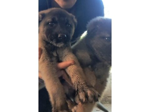 Orjinal dev kangal yavrular