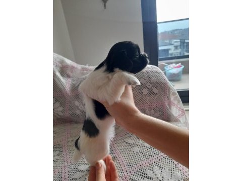 Sütten kesilmeye hazır maltipoo yavrular