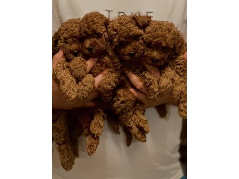 Muhteşem toy poodle