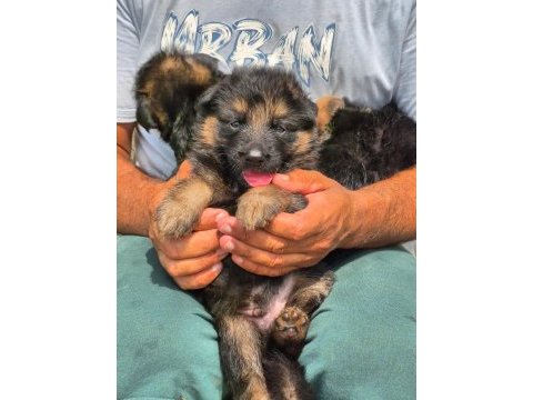 A kalite düşük bel alman kurdu yavruları
