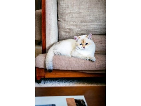 British shorthair şecereli oğlumuz owen