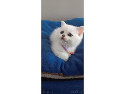 Silver british longhair