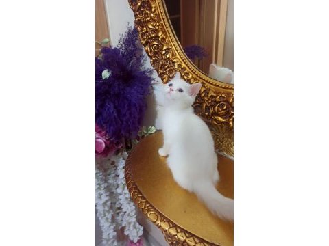İran exotic dişi