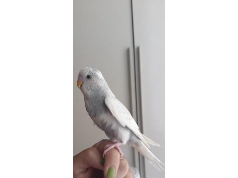 1 adet yavru erkek muhabbet kuşu 2 aylık