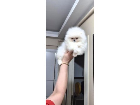 Ayıcık yüz pomeranian boo erkek
