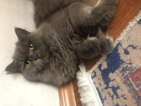 Ücretsiz safkan british longhair dişi