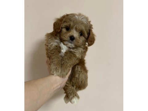 Evinize neşe katacak maltipoo yavruları