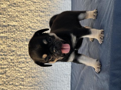Black tan pug mops