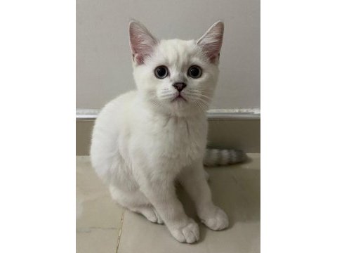 British shorthair 3 aylık yavru
