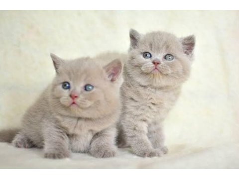 Orijinal british shorthair bebeklerimiz
