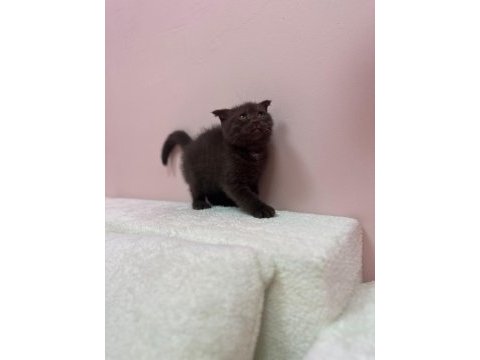 Scottish fold çikolata yavrumuz