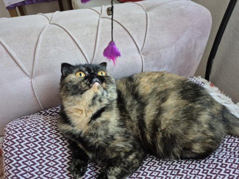Kaplumbağa kabuğu renginden scottish fold