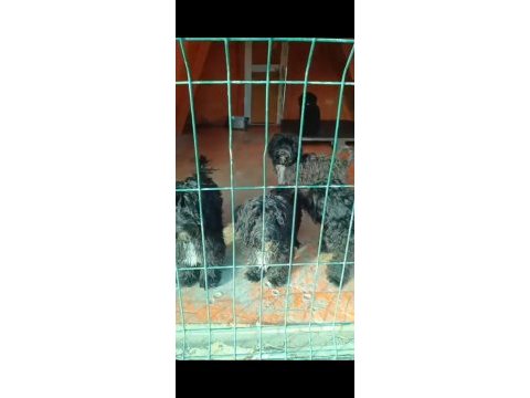 5.6 aylık siyah maltipoo kısa bacak bebeklerimiz