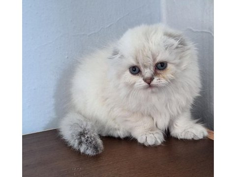 Show kaliteli scottish fold yavrular