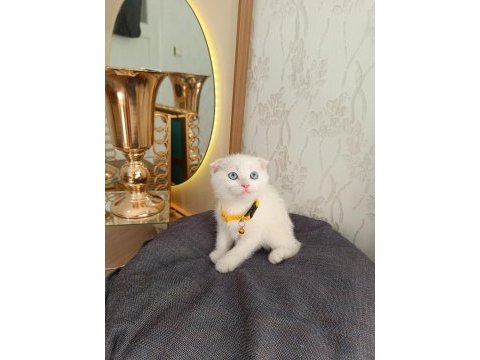 Anne baba scrli top kafa scottish fold kar beyaz yavrular