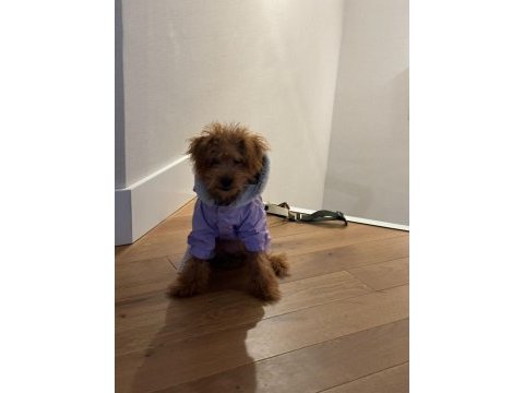 3 aylık toy poodle şecereli