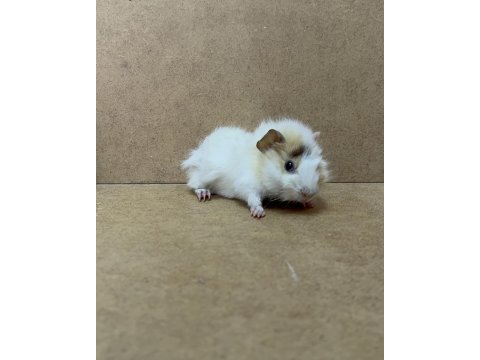 Ginepig yavrularımız gün içi gönderim sağlanmakta