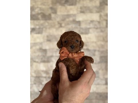 Minik kalan toy poodle red brown renk