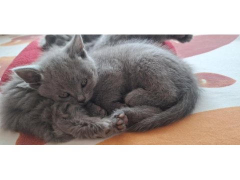 Scottish fold yavru kediler