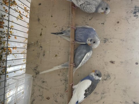 Muhabbet yavru kuşumuz