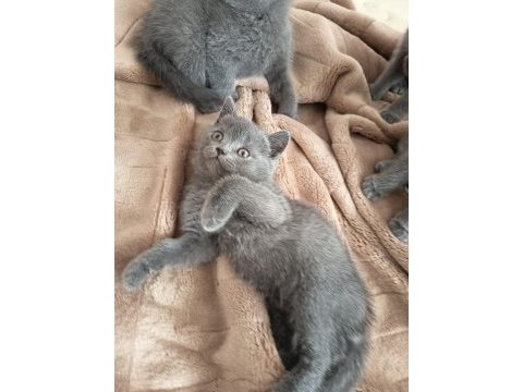 Sevgi dolu bebek kedilerim
