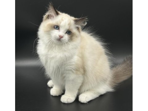 Arina s ragnia nin şecereli şampiyon ragdoll bebekleri