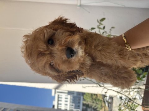 Maltipoo aşılı