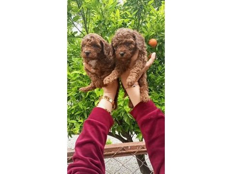 Toy poodle yavrular teslime hazır